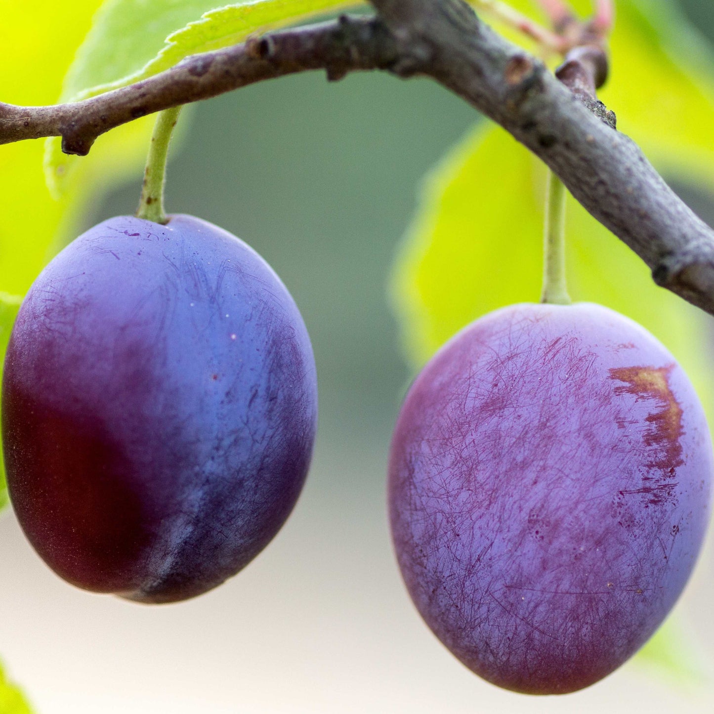 10Pcs Plum Tree Seeds, Fruit Tree, Easy To Grow
