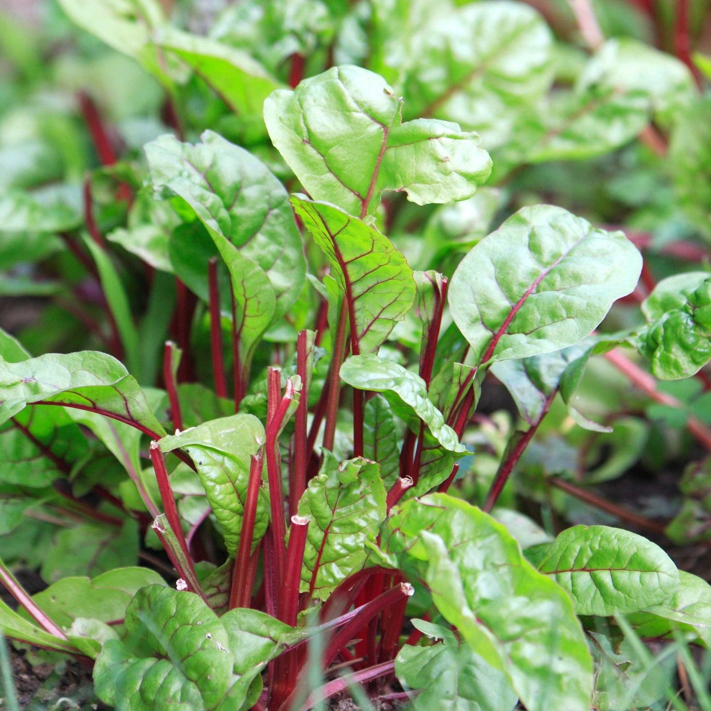 20Pcs Organic Swiss Chard Seeds