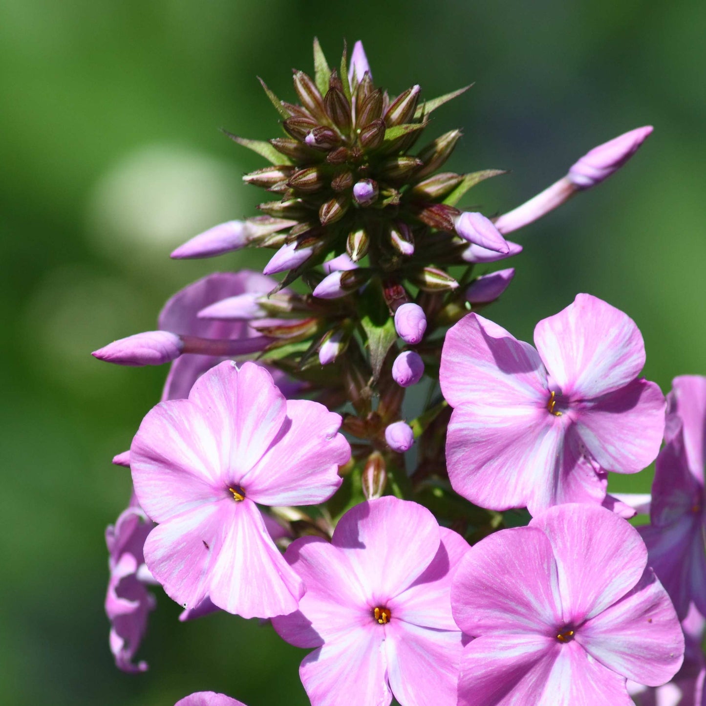 50Pcs Phlox Flower Seeds Pack
