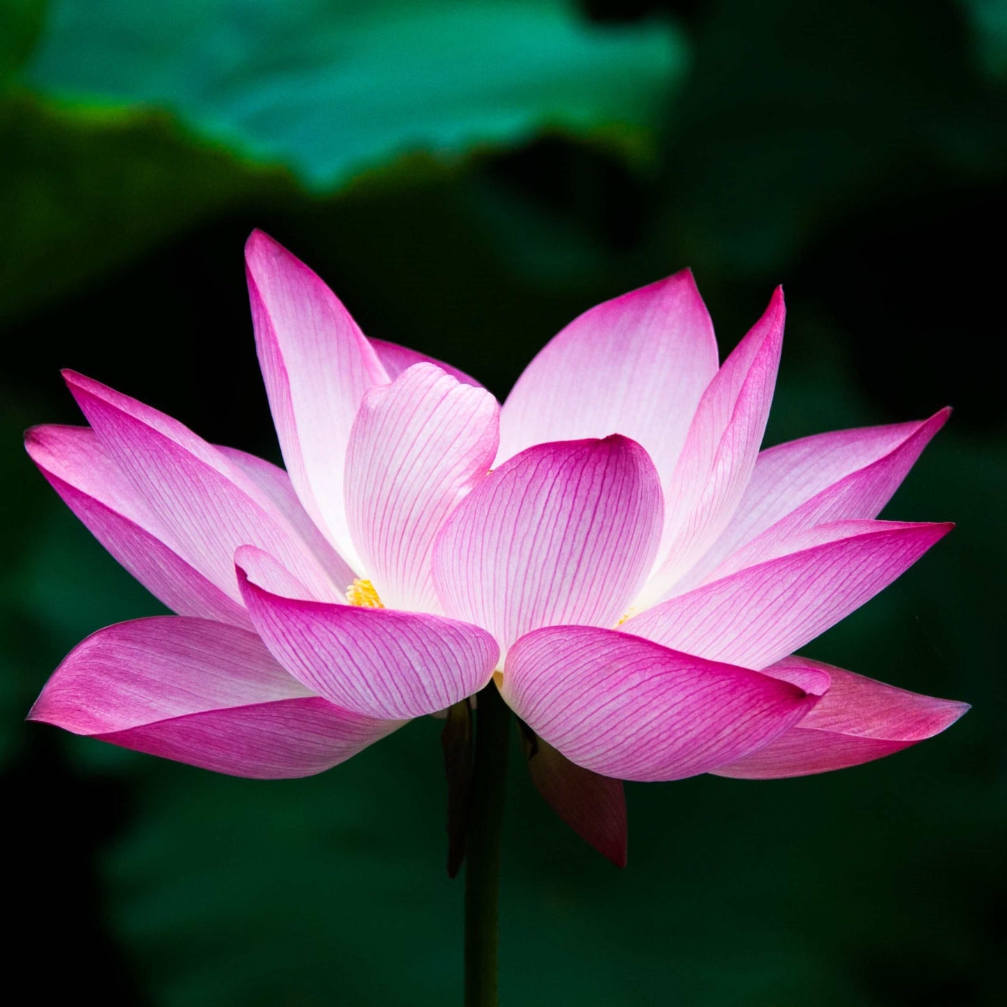 5 PINK LOTUS Flower Seeds