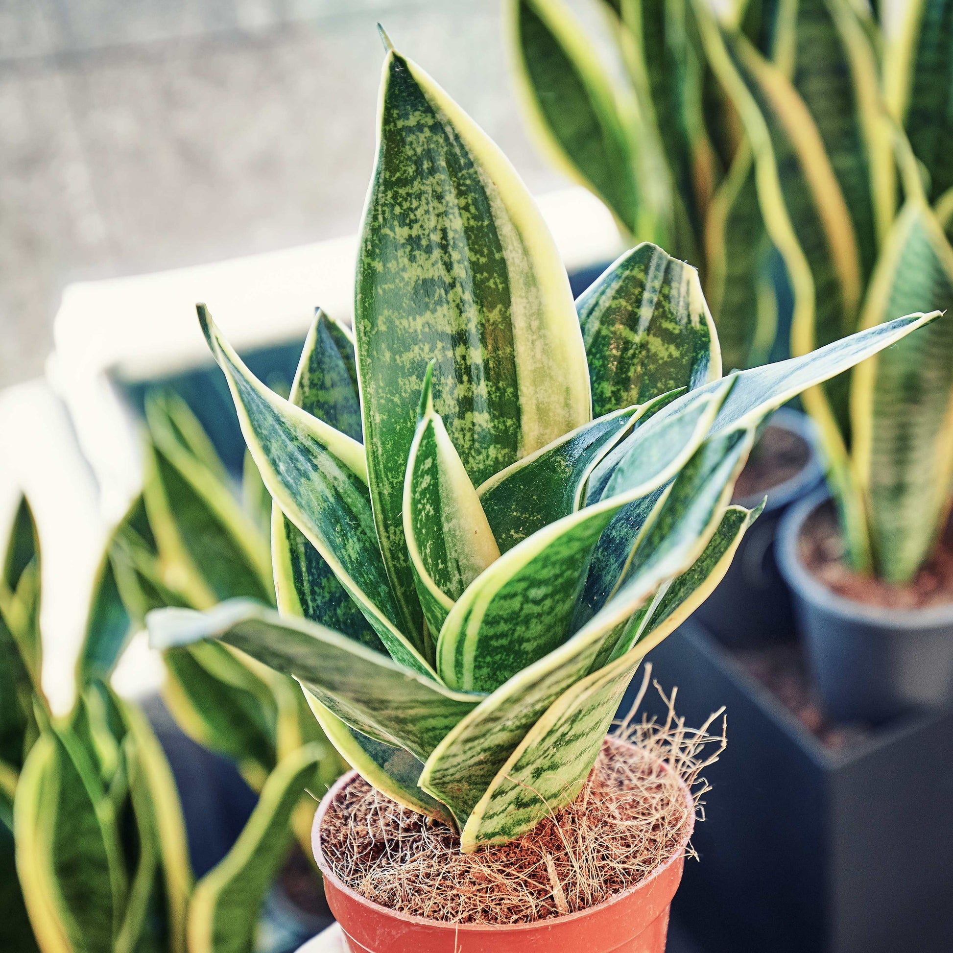 snake plant seeds for sale 30Pcs Viper Snake Plant Seeds – Passion For Plantation
