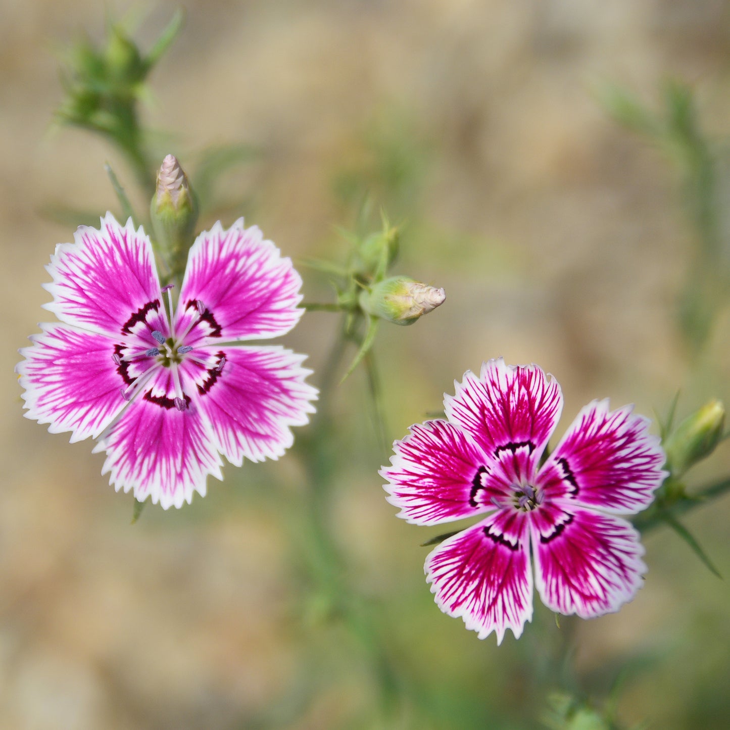 100Pcs Mixed Multicolor Sweet William Flower Seeds