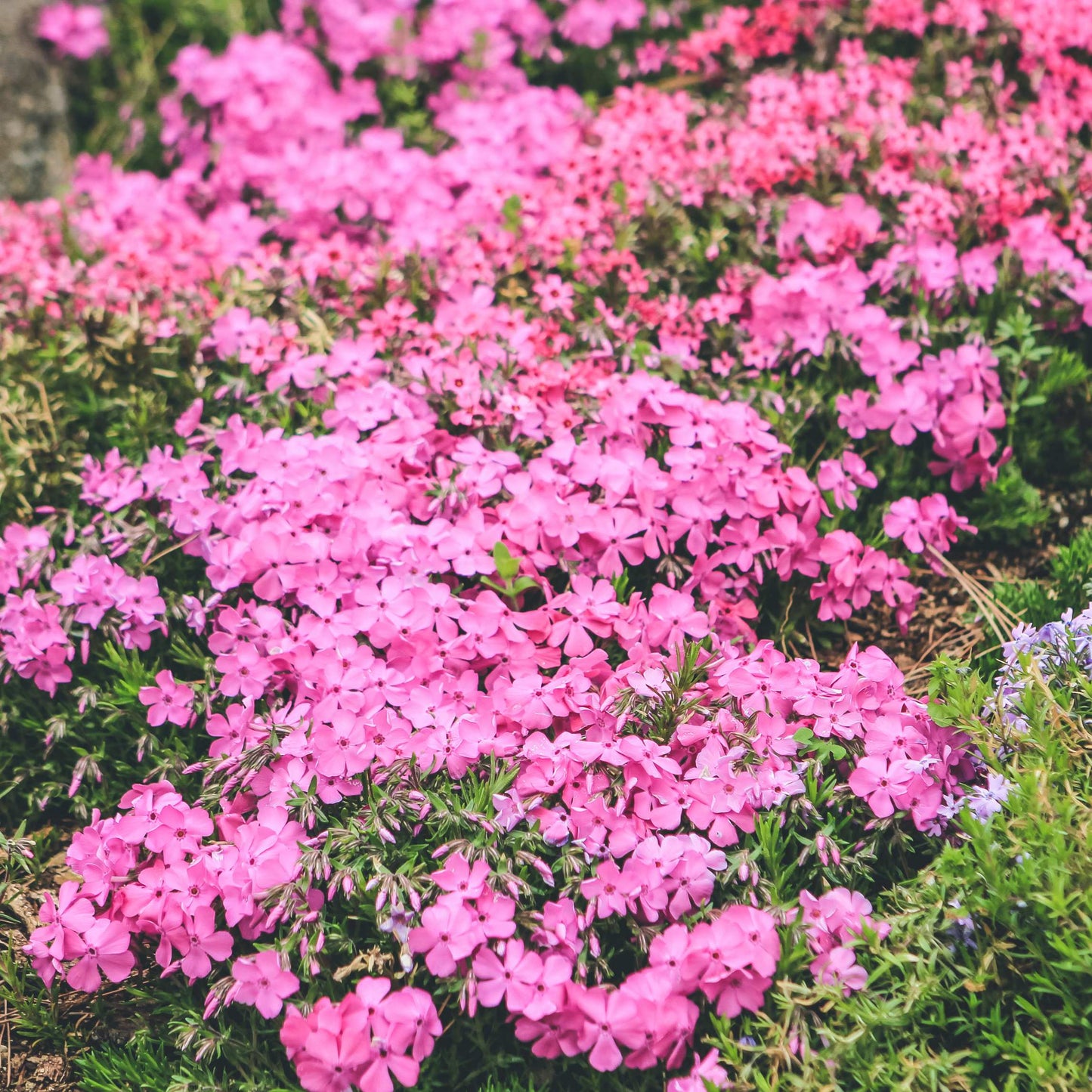 50Pcs Phlox Flower Seeds Pack