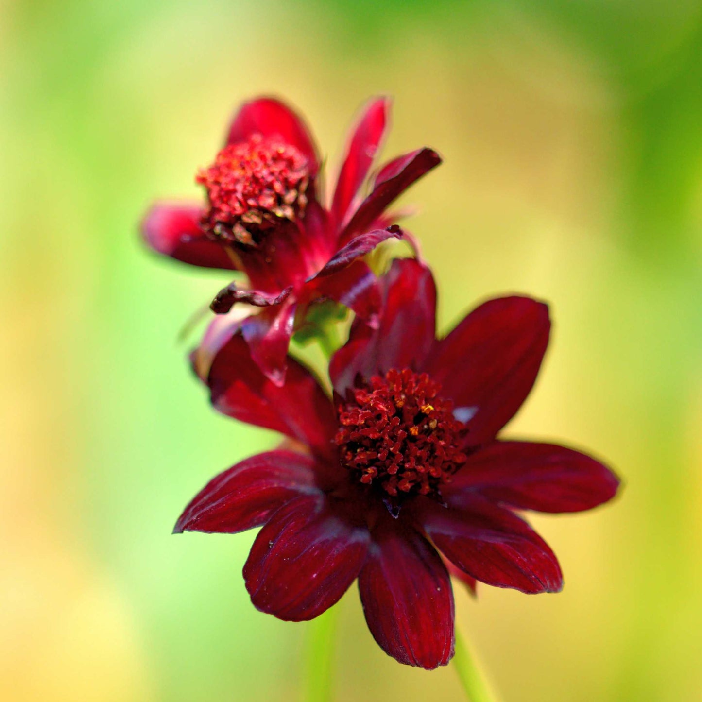 100Pcs Chocolate Cosmos Flower (Atrosanguineus) Seeds
