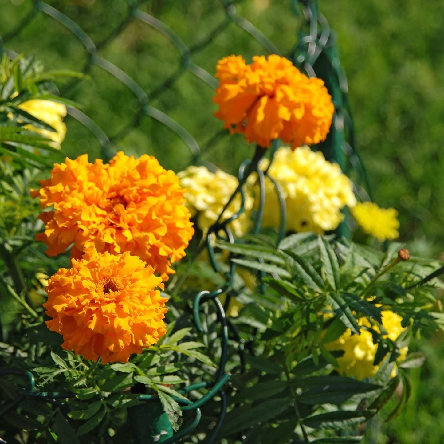 100Pcs French Marigold Flower Seeds Pack