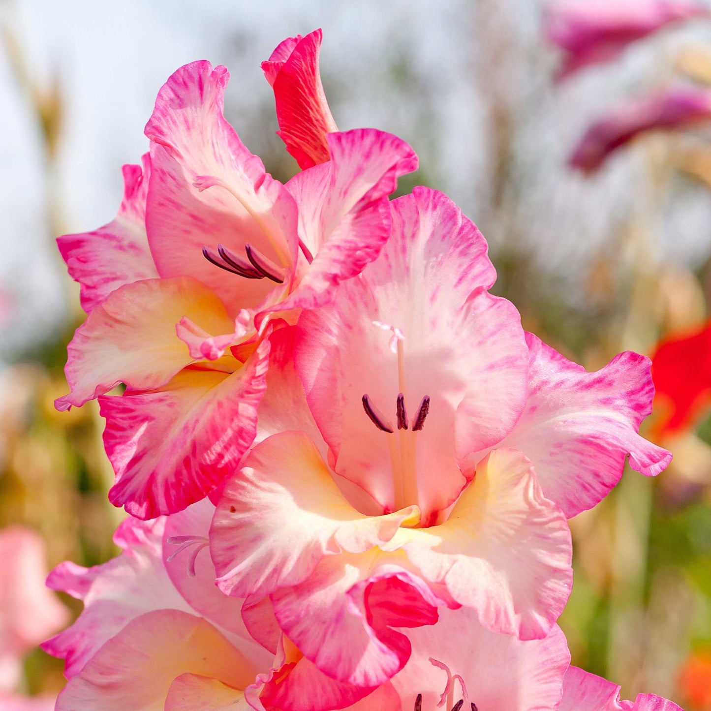 100Pcs Gladiolus Flower Seeds Pack