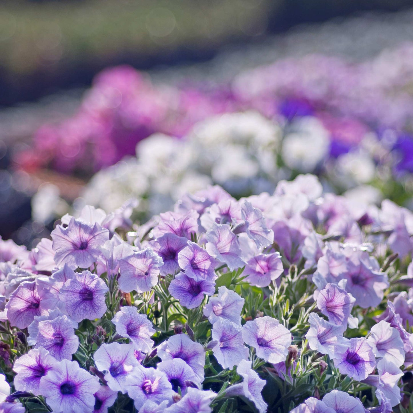 50Pcs Mixed Colors Petunia Seeds