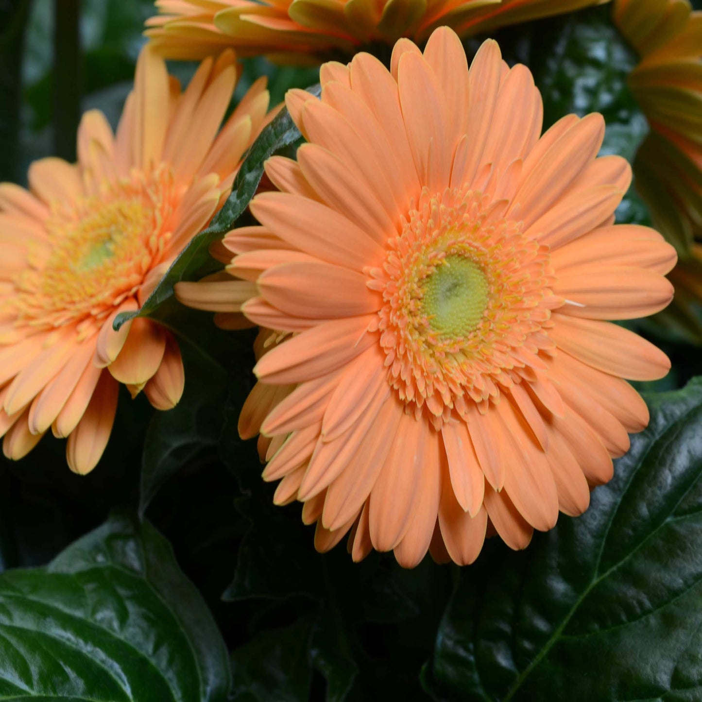 50Pcs Gerbera Daisy Flower Seeds Pack