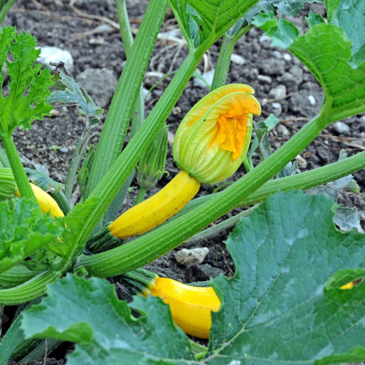 20Pcs Organic Zucchini Seeds Pack