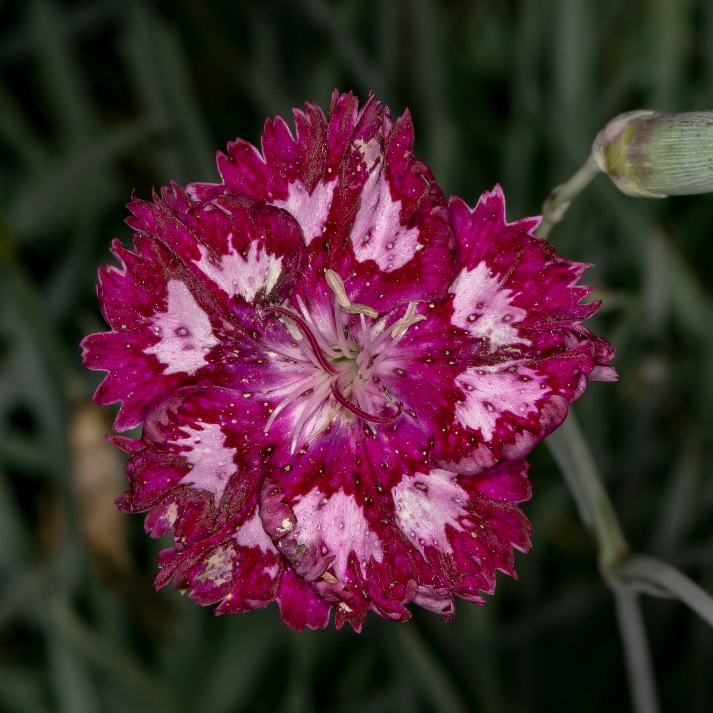 100Pcs Mixed Multicolor Sweet William Flower Seeds