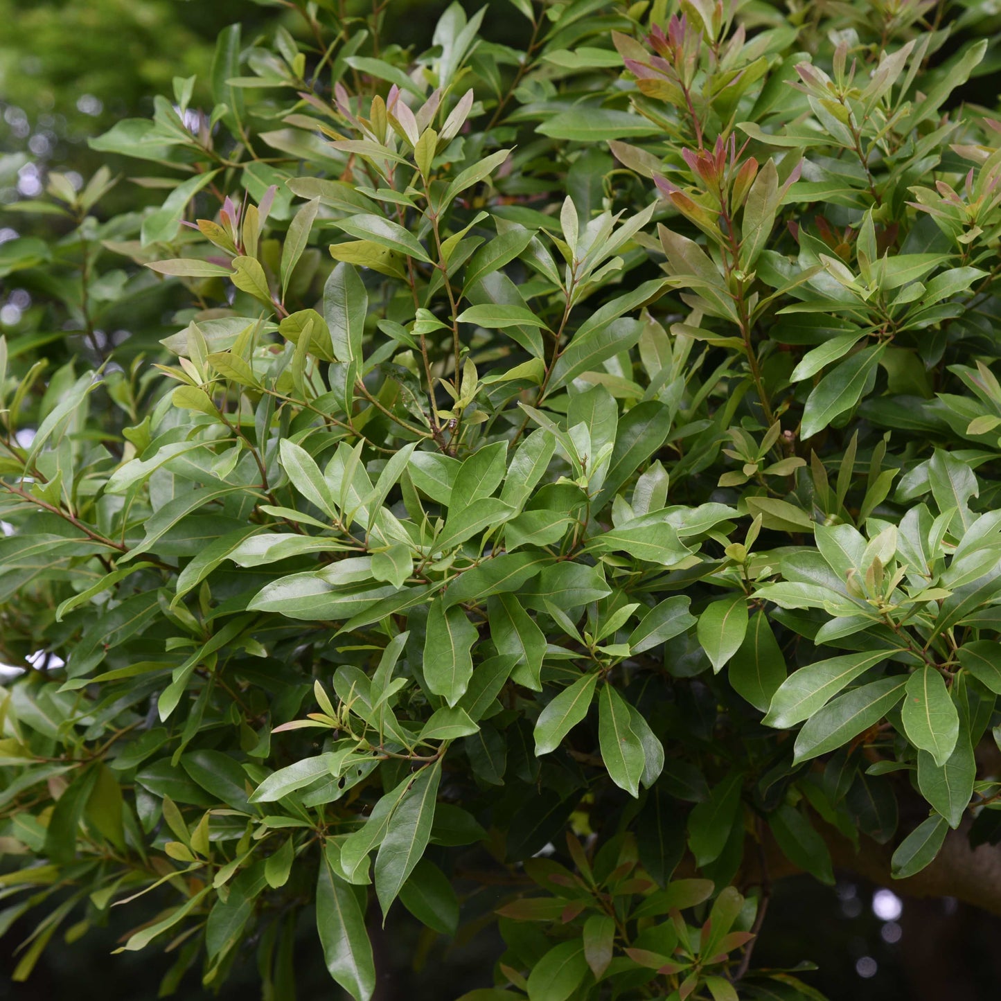 5Pcs Yangmei (Bayberry) Plant Seeds