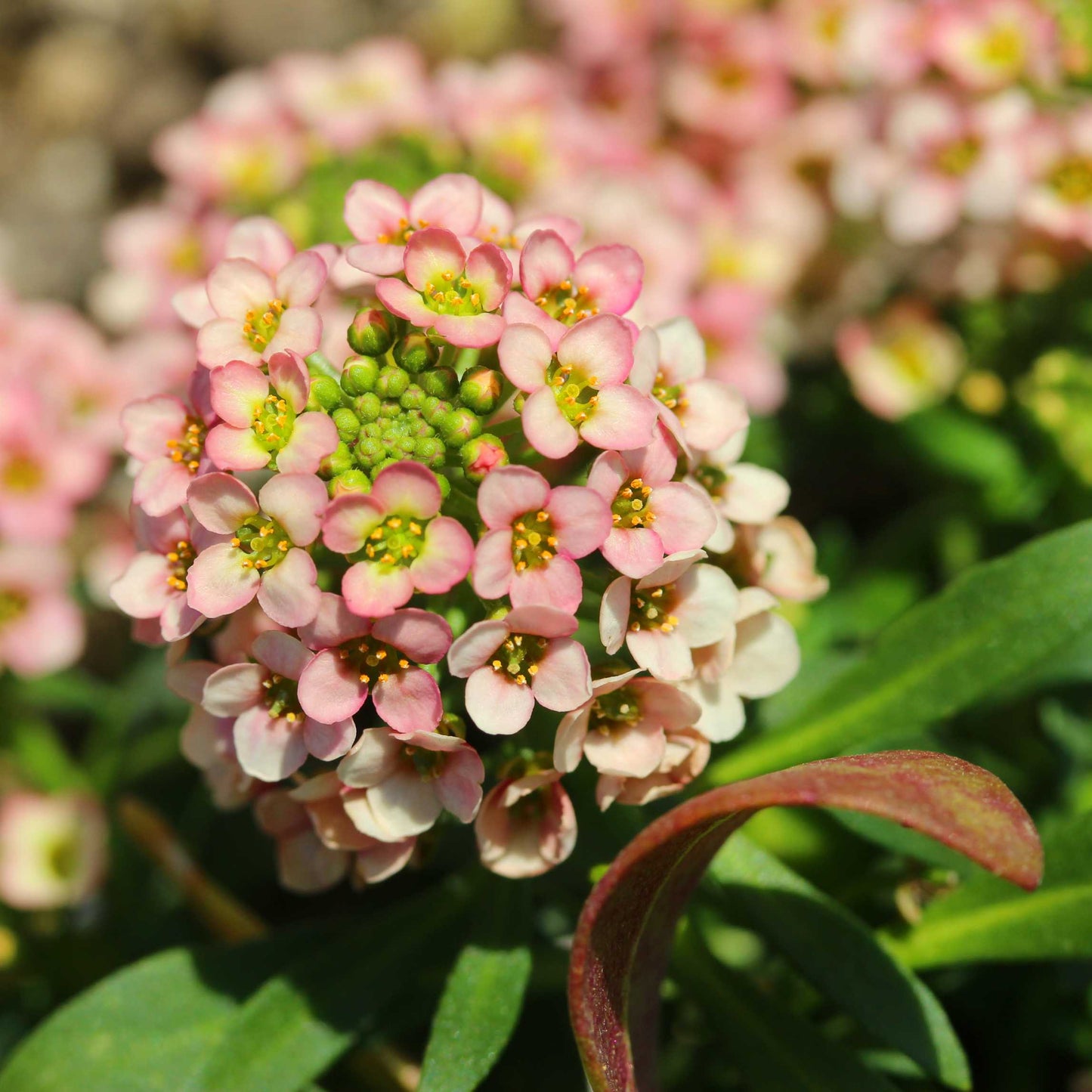 100Pcs Alyssum Flower Seeds Pack