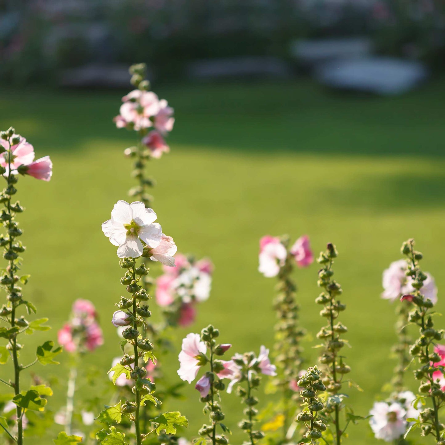 200Pcs Hollyhock Seeds Pack