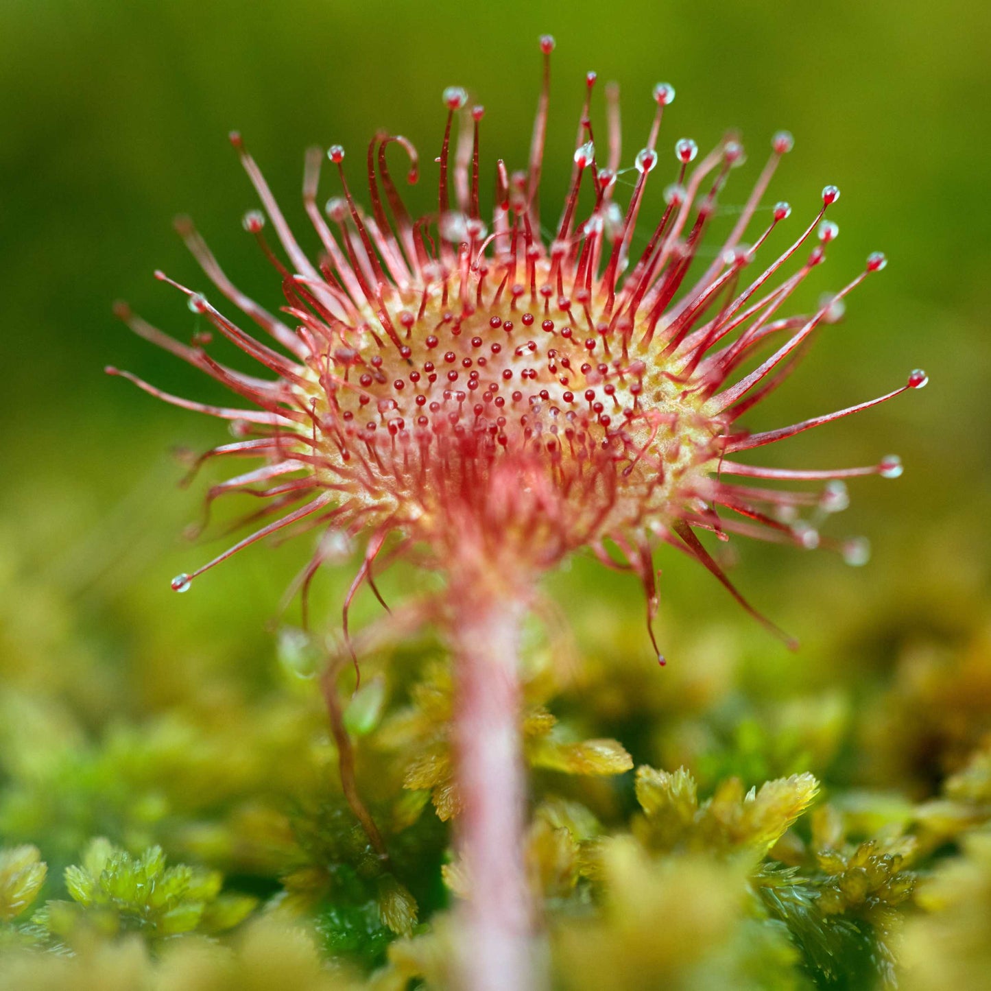 50Pcs Carnivorous Sundew Plant Drosera Flower Seed