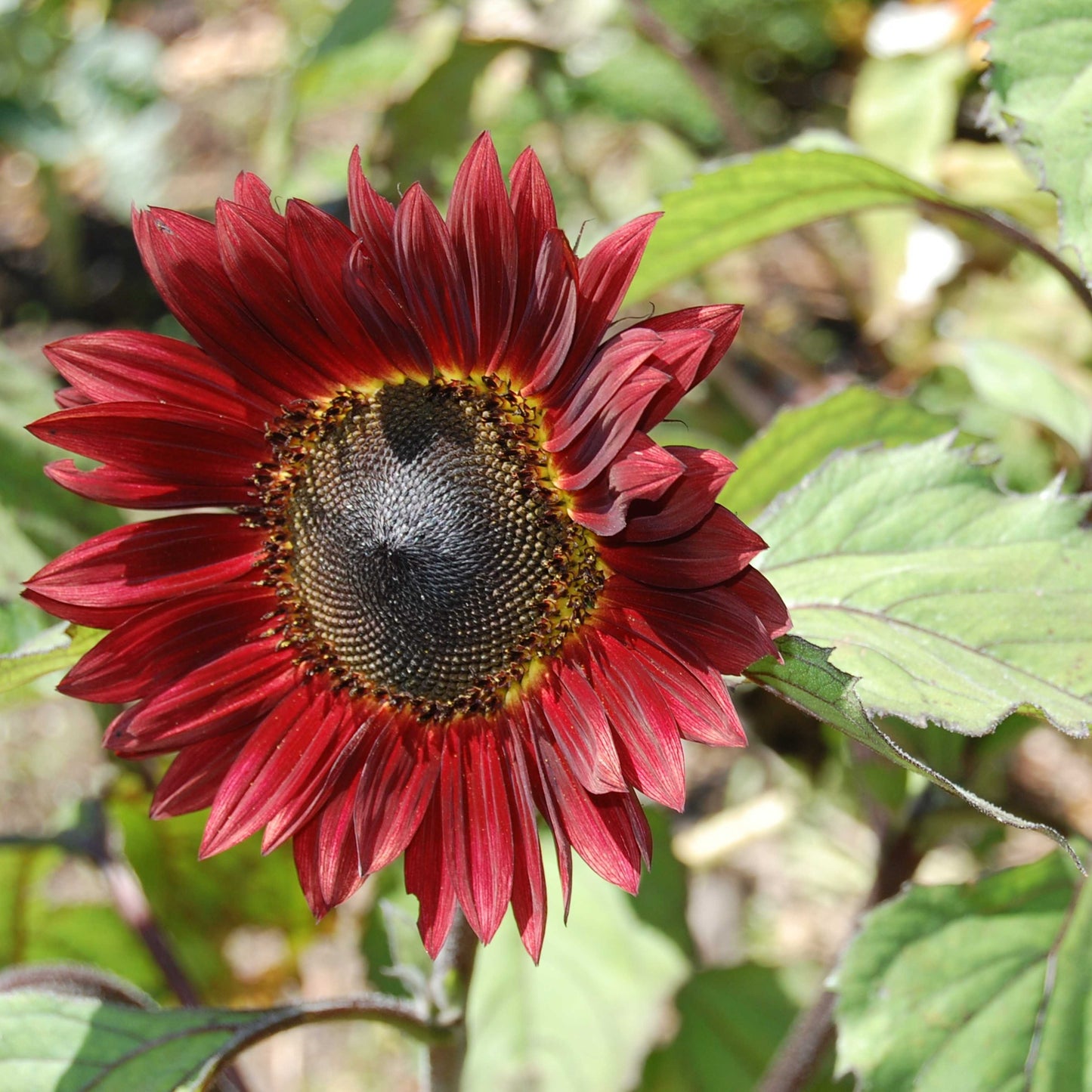 20Pcs Red Sunflower Seeds