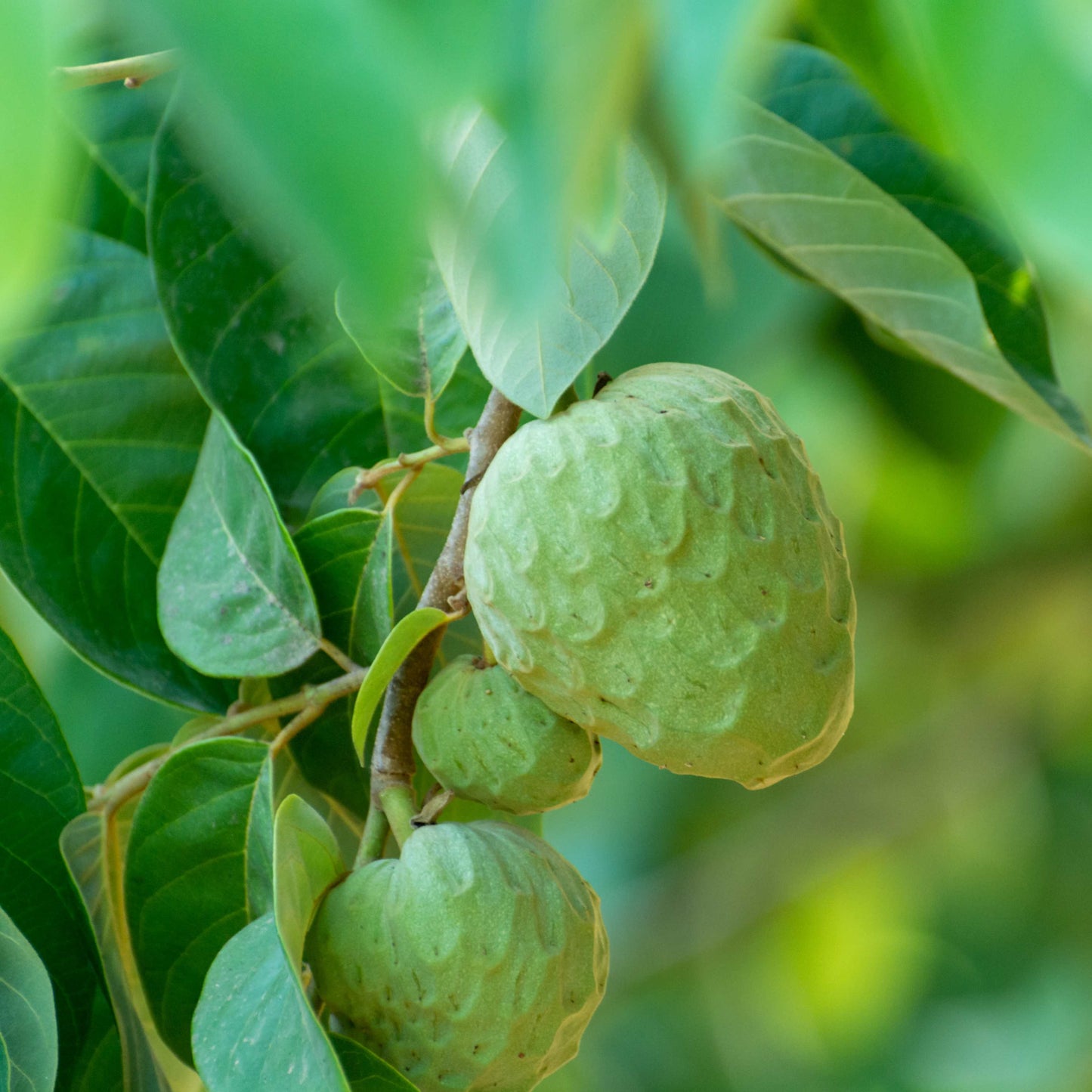 50Pcs Cherimoya Plant Seeds