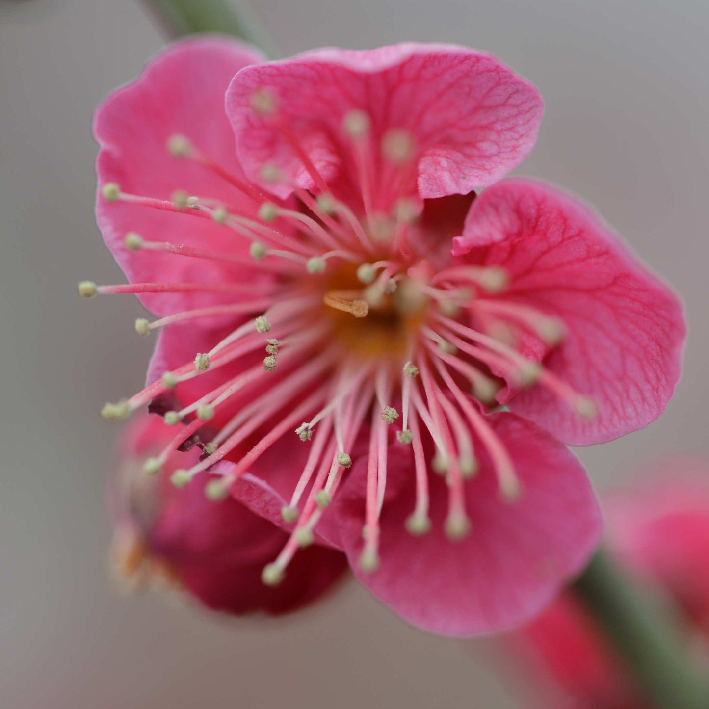 20Pcs Japanese Plum Blossom / Ume Flower Seeds