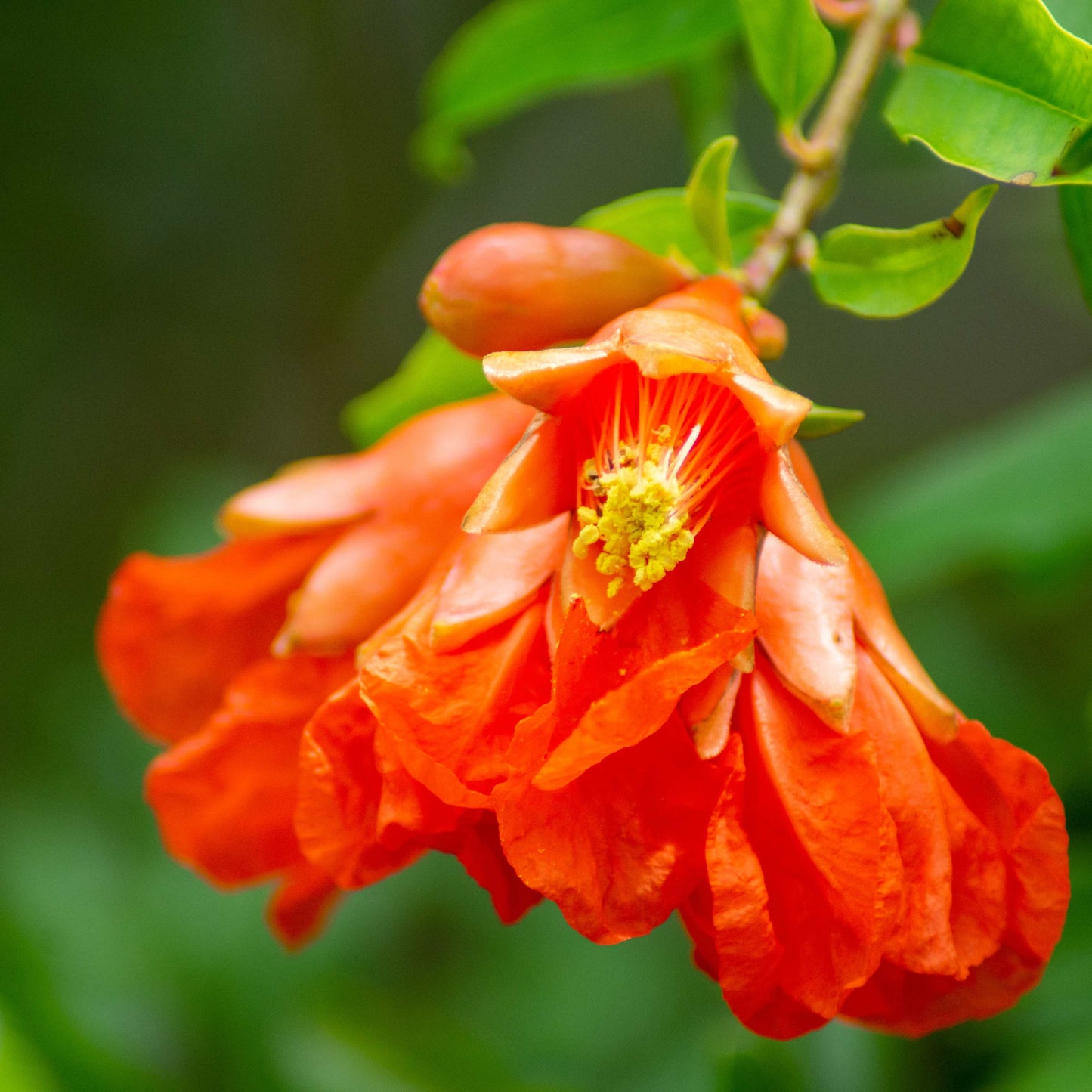 20Pcs Red Jewel Pomegranate Tree Seeds