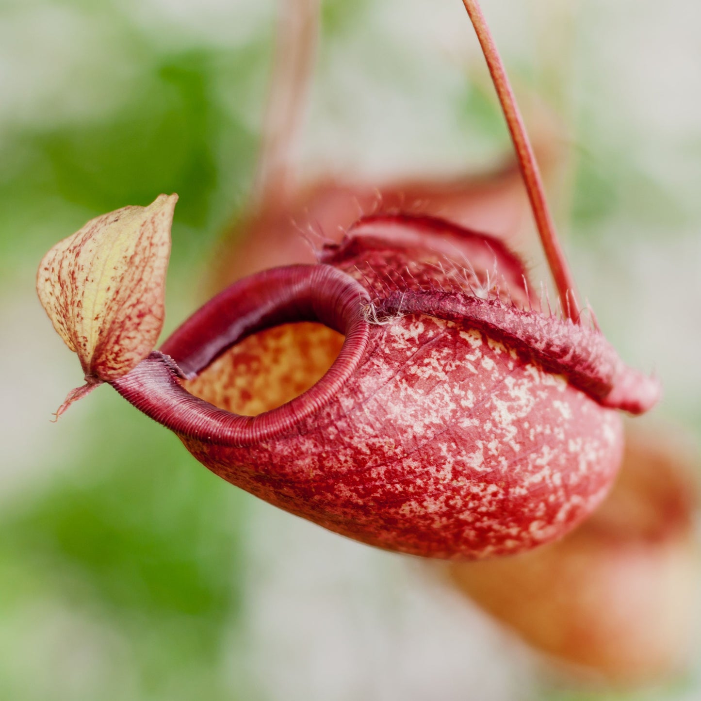 Carnivorous Pitcher Plant Purpurea Foliage Shades Flower Exotic Seeds