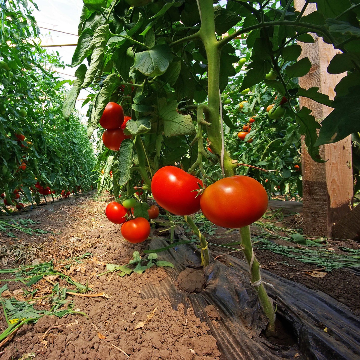 100Pcs Tomato Plant Seeds