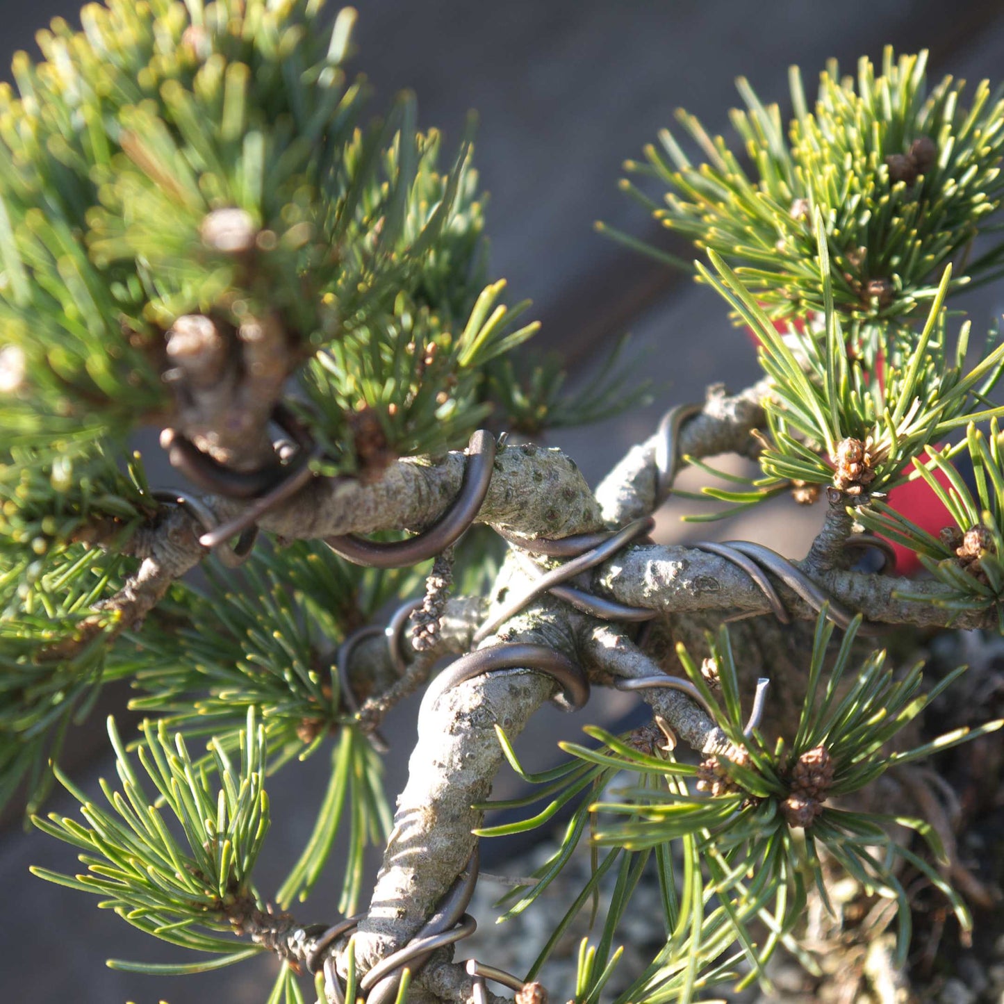 20Pcs Japanese Black Pine Seeds (For Bonsai)