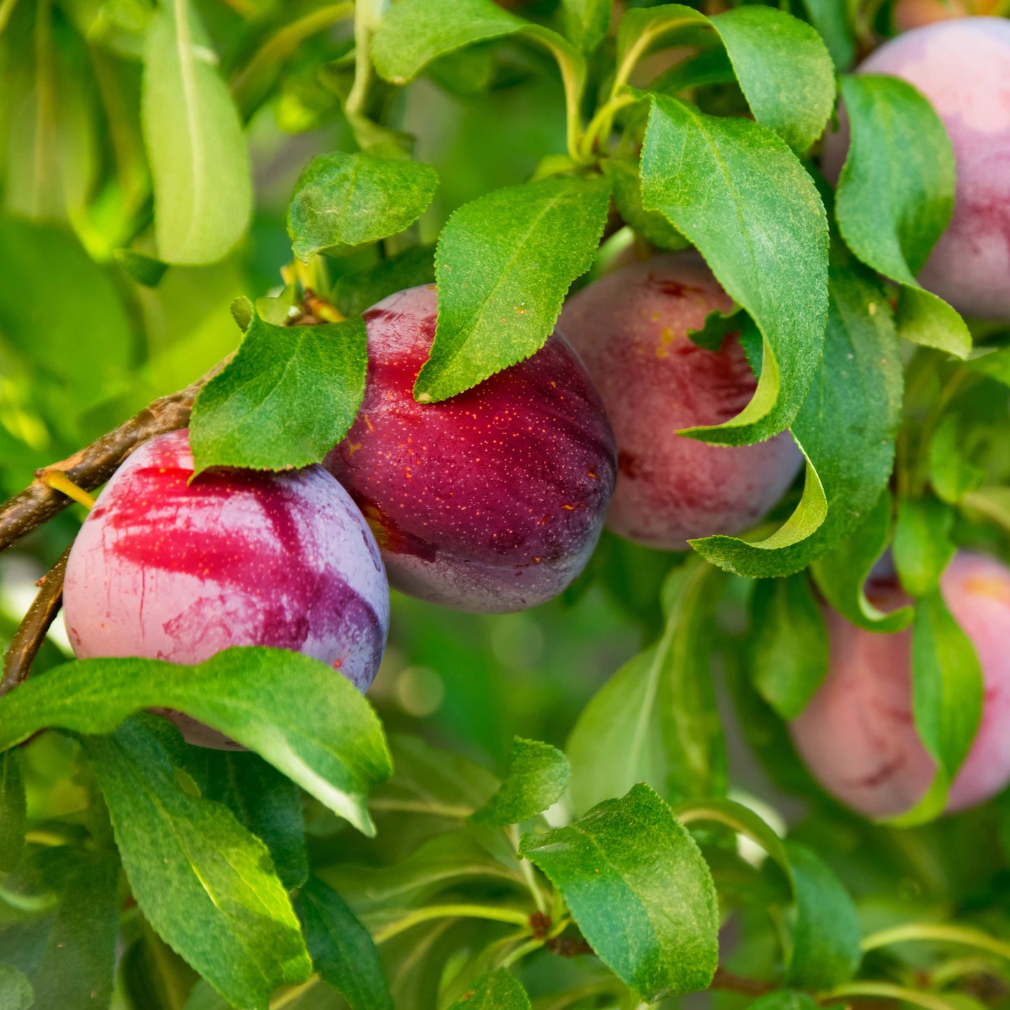 10Pcs Plum Tree Seeds, Fruit Tree, Easy To Grow