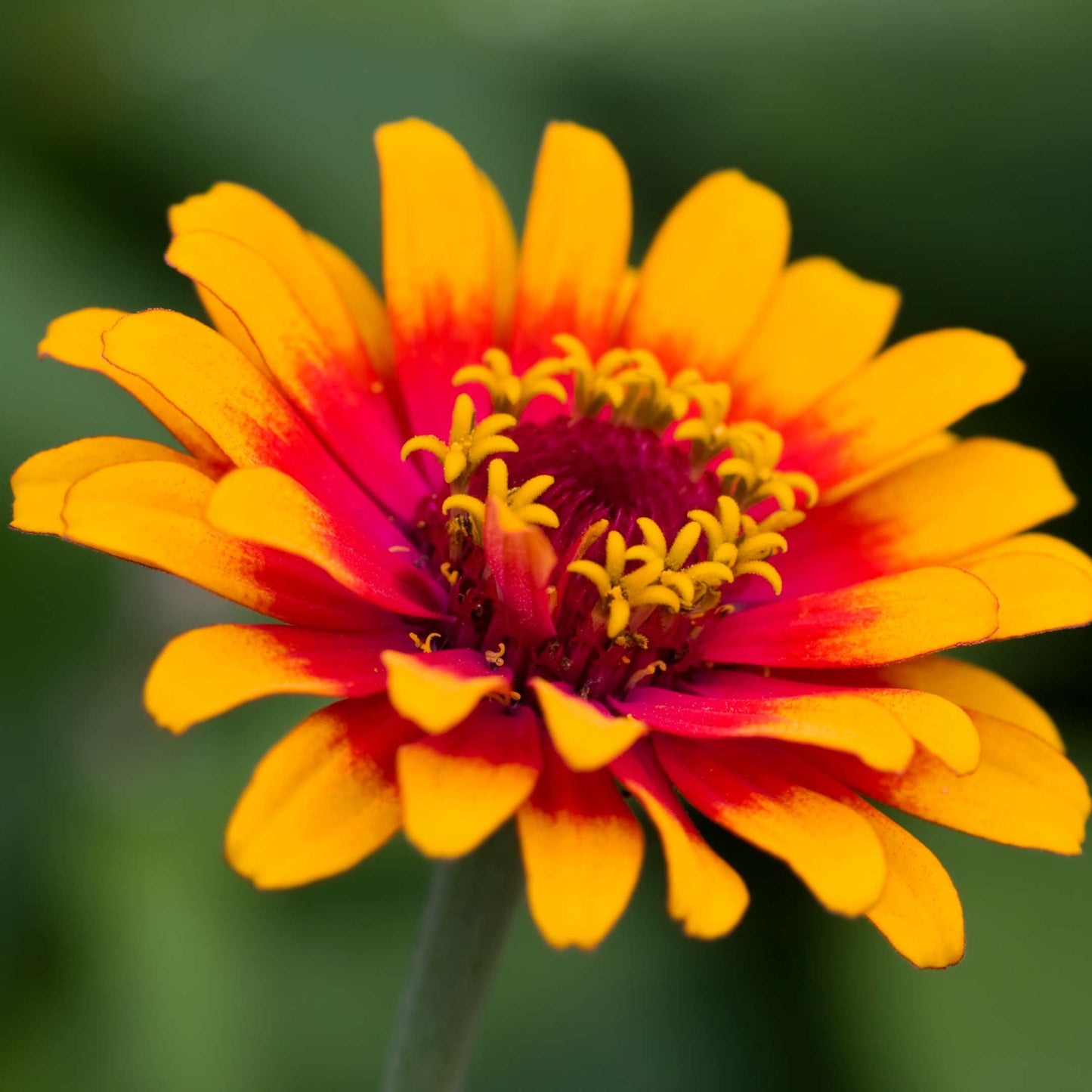 100Pcs Zinnia Flower Seeds Pack