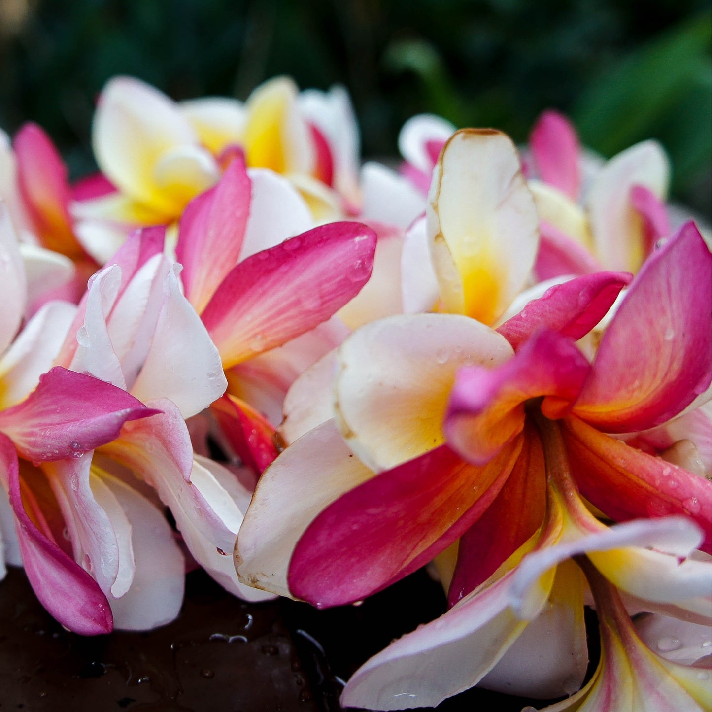 50 Plumeria Rubra Frangipani Seeds (Multi-Color)