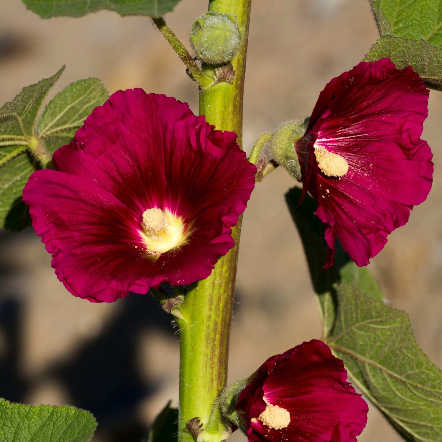200Pcs Hollyhock Seeds Pack