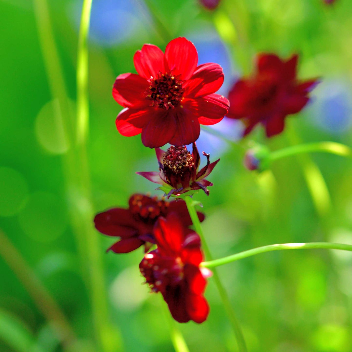 100Pcs Chocolate Cosmos Flower (Atrosanguineus) Seeds