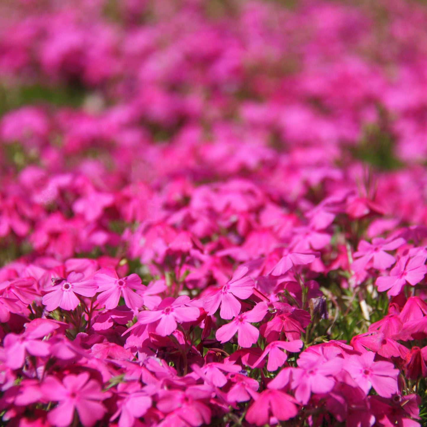 50Pcs Phlox Flower Seeds Pack