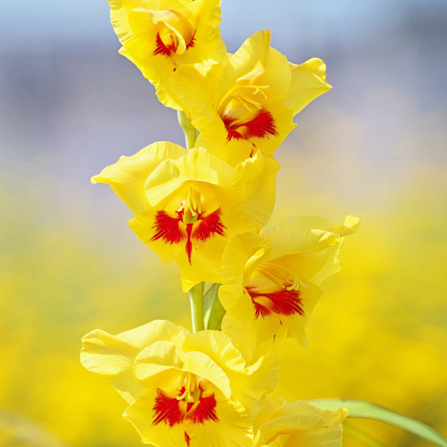 100Pcs Gladiolus Flower Seeds Pack