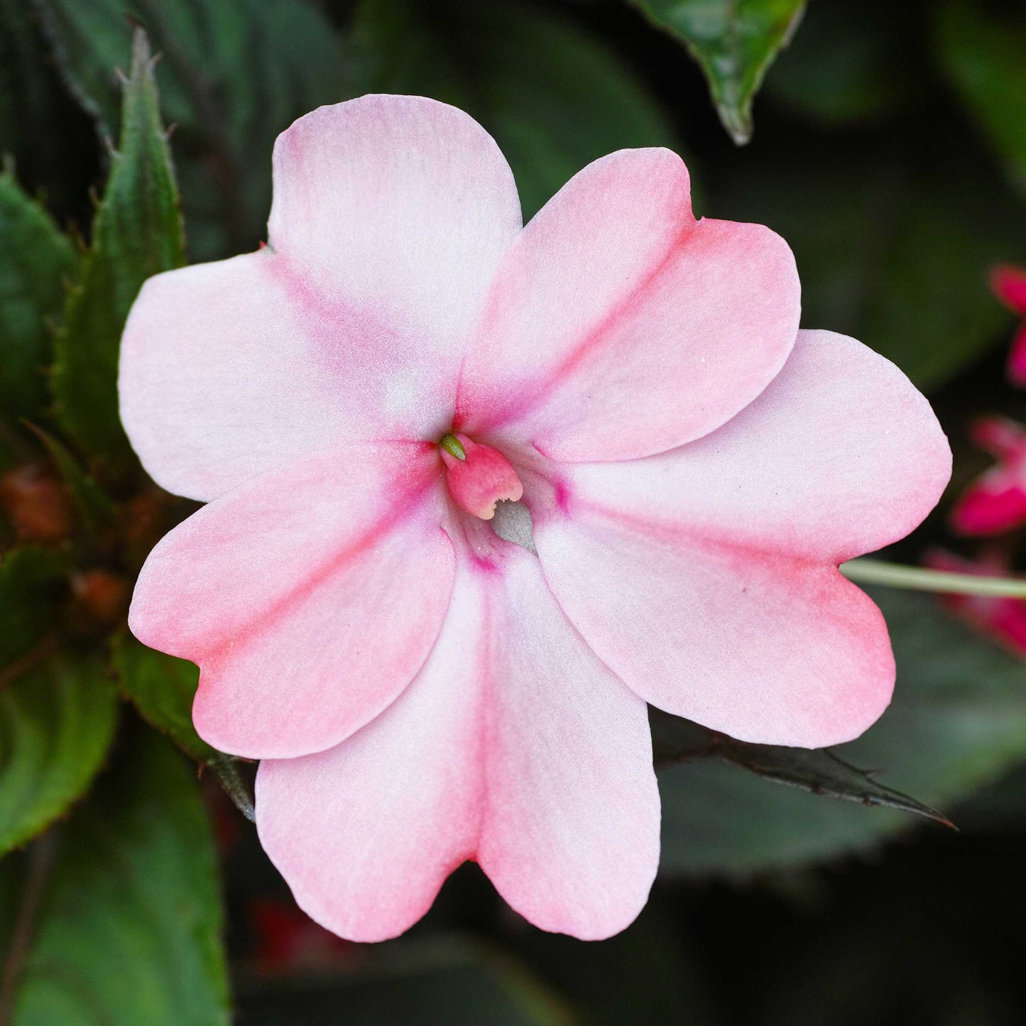 100Pcs Impatiens Flower Seeds Pack