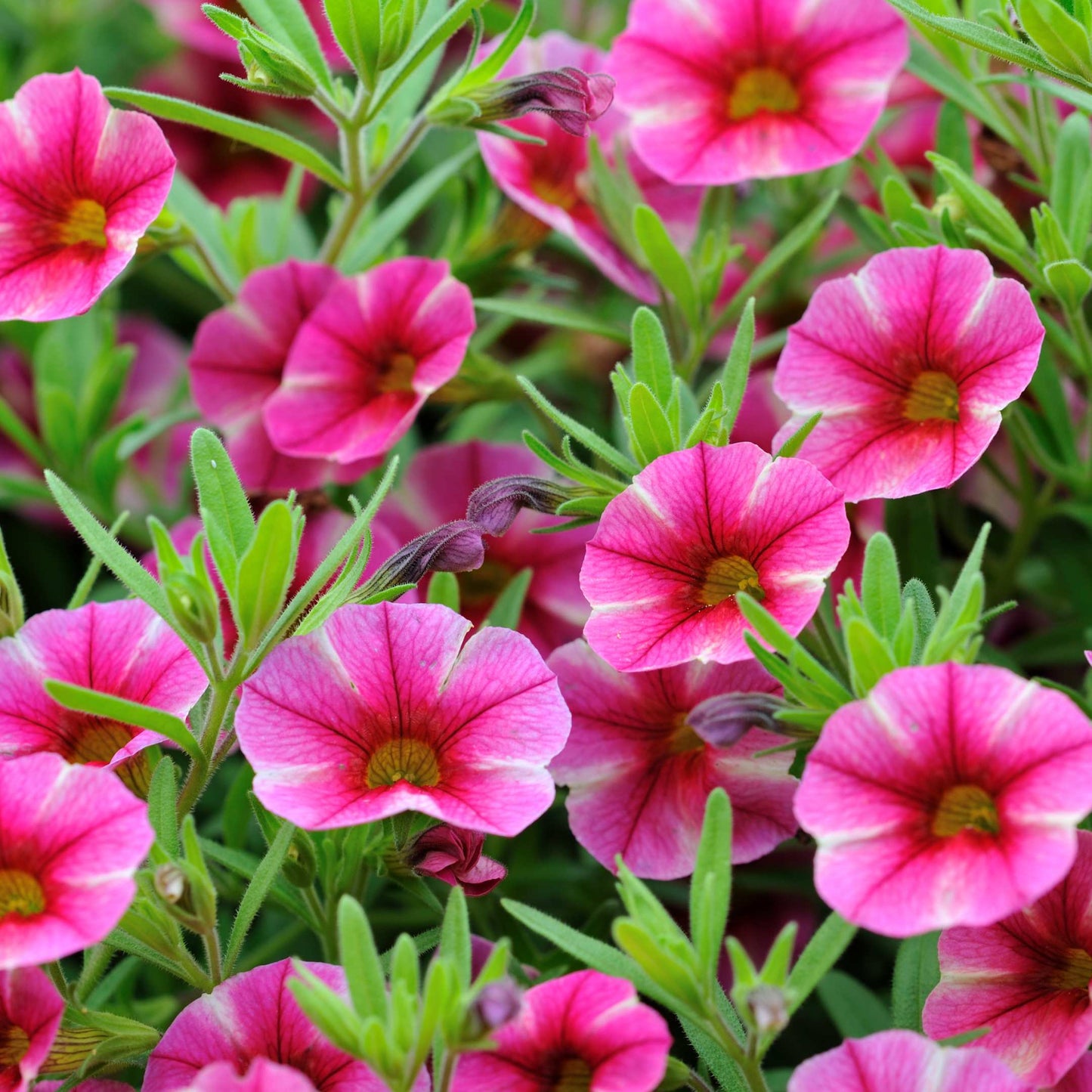 50Pcs Mixed Colors Petunia Seeds