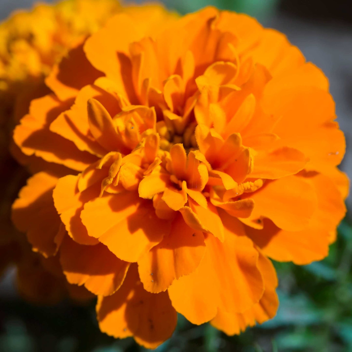 100Pcs French Marigold Flower Seeds Pack