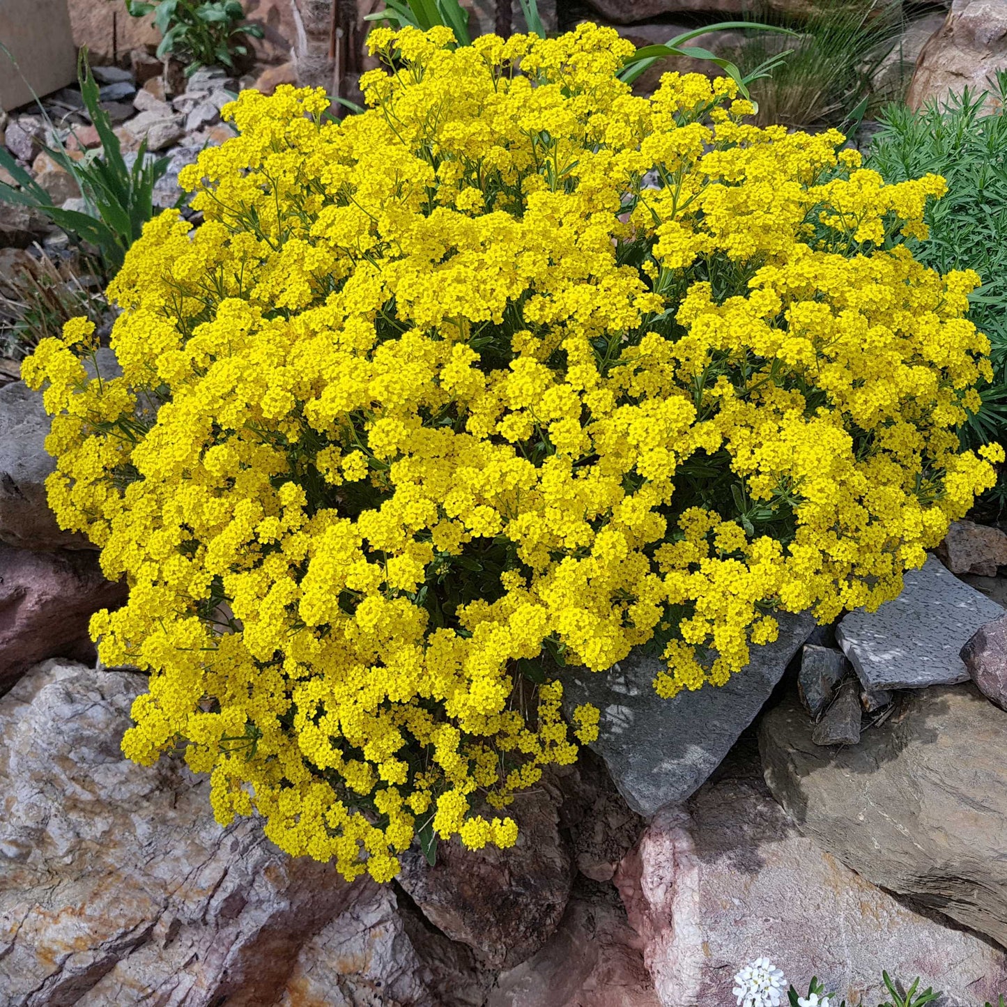 100Pcs Alyssum Flower Seeds Pack