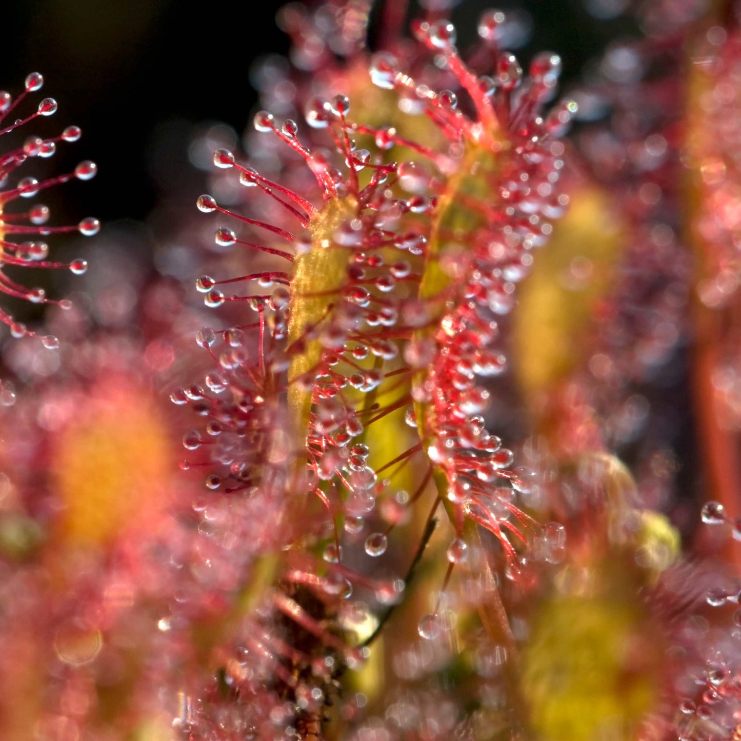 50Pcs Carnivorous Sundew Plant Drosera Flower Seed