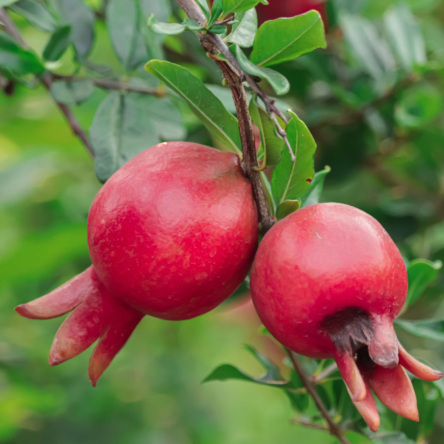 20Pcs Red Jewel Pomegranate Tree Seeds