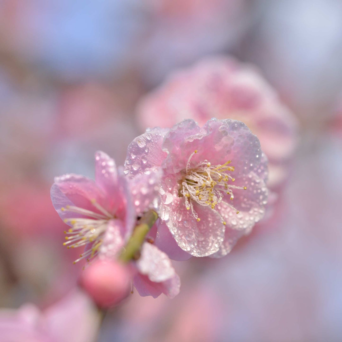 20Pcs Japanese Plum Blossom / Ume Flower Seeds