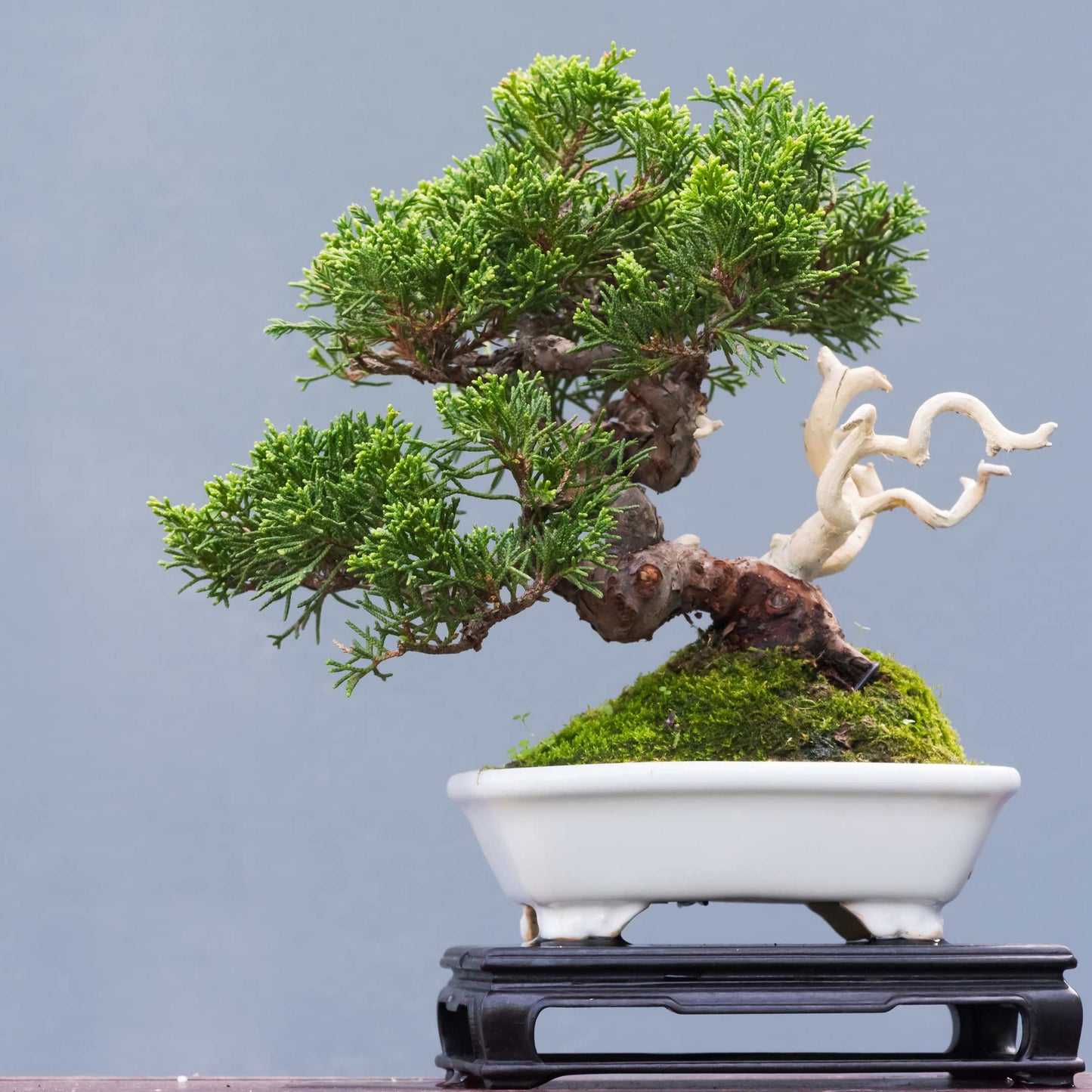 20Pcs Japanese Black Pine Seeds (For Bonsai)