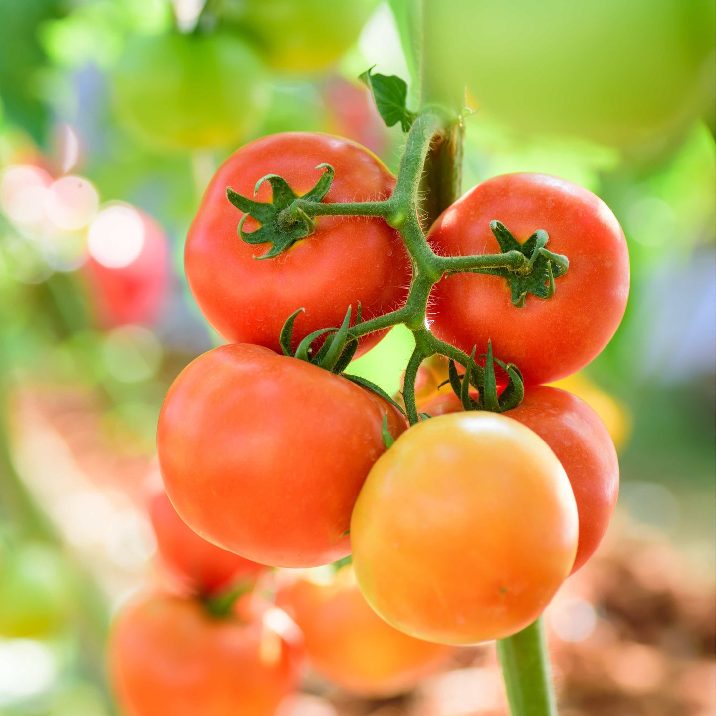 100Pcs Tomato Plant Seeds