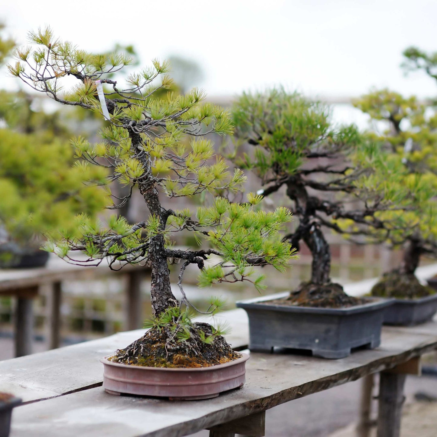 20Pcs Japanese Black Pine Seeds (For Bonsai)