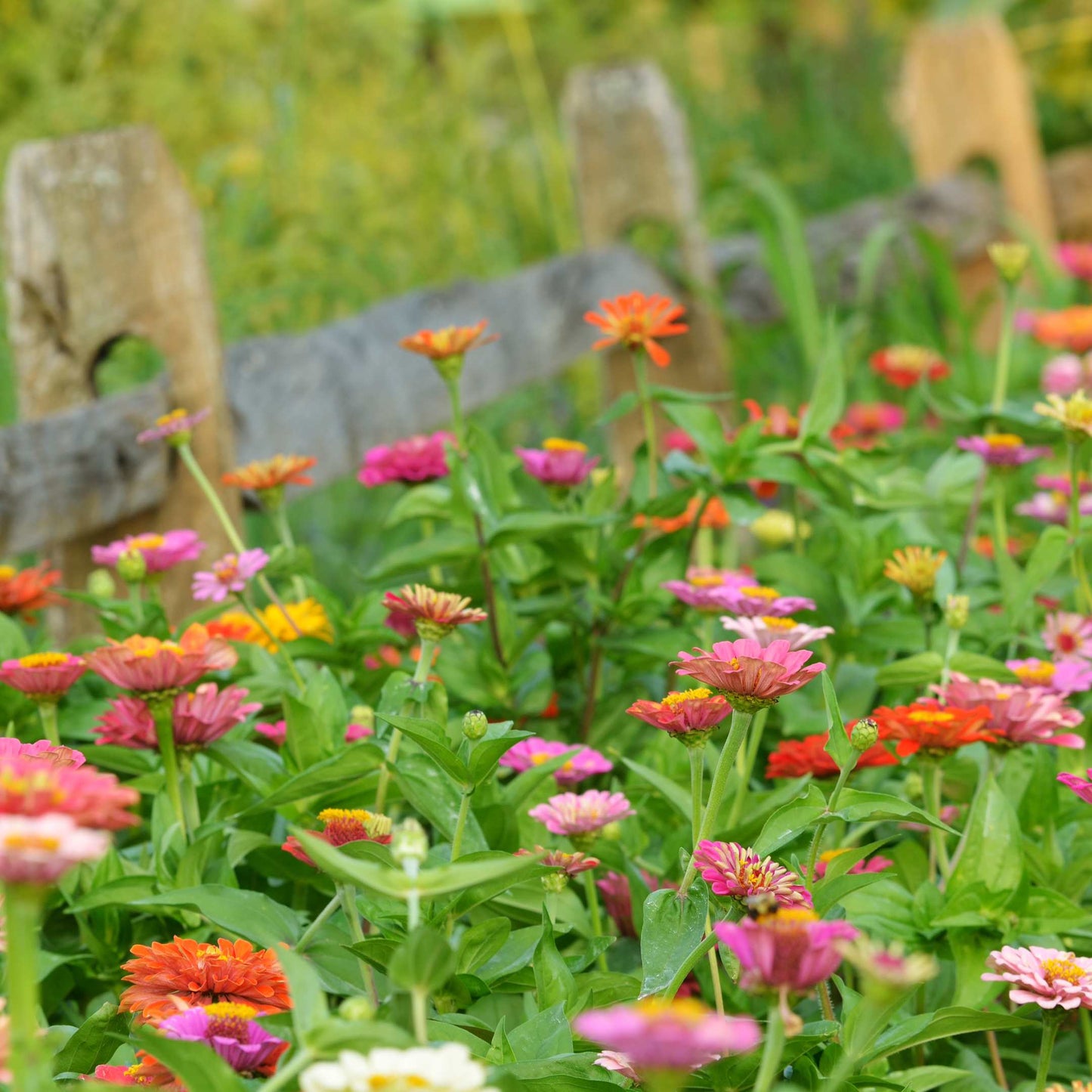 100Pcs Zinnia Flower Seeds Pack