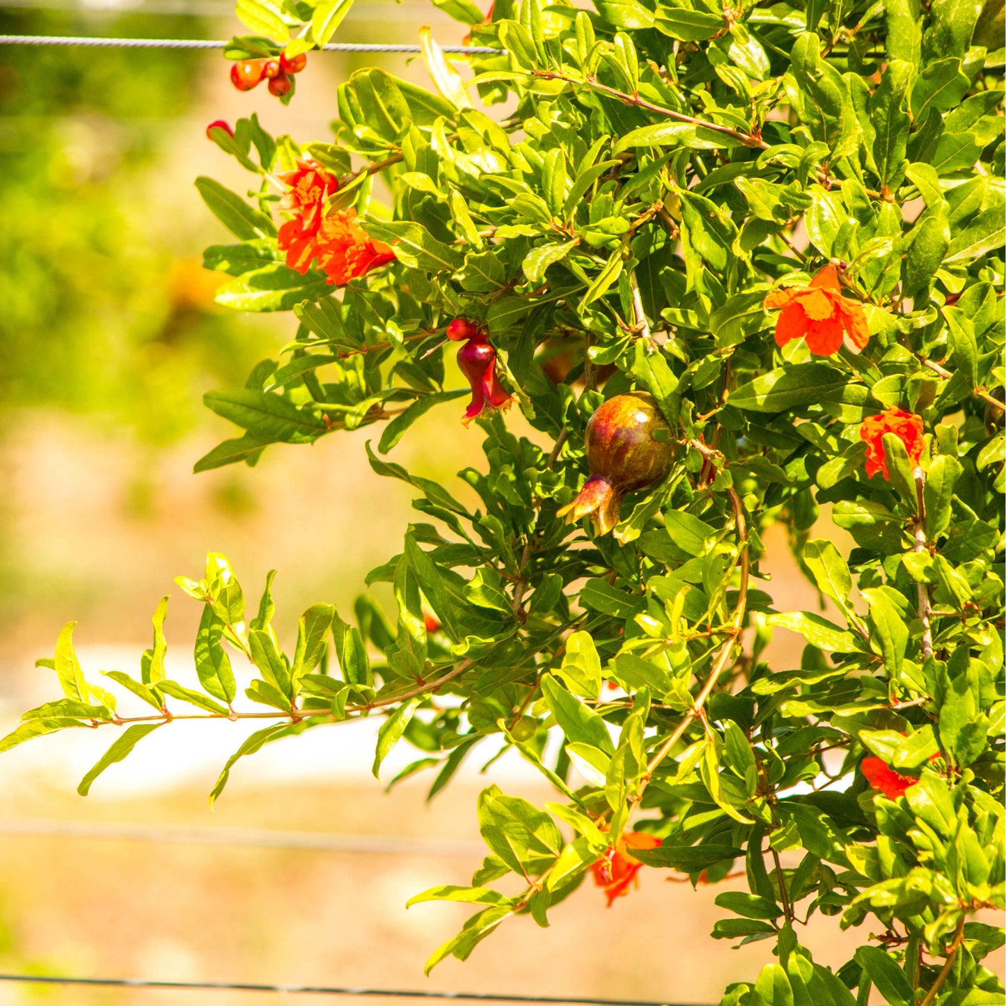20Pcs Red Jewel Pomegranate Tree Seeds