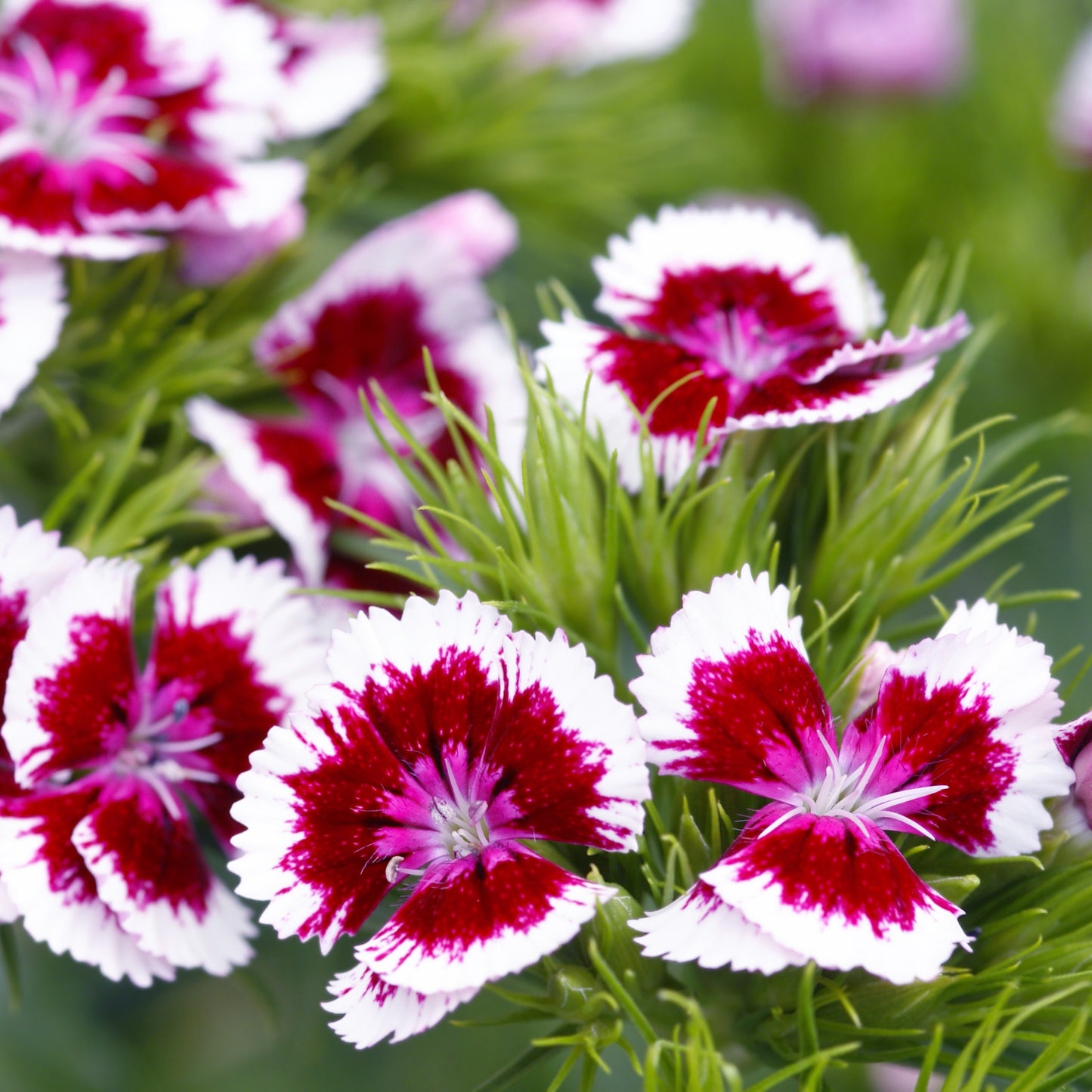 100Pcs Mixed Multicolor Sweet William Flower Seeds