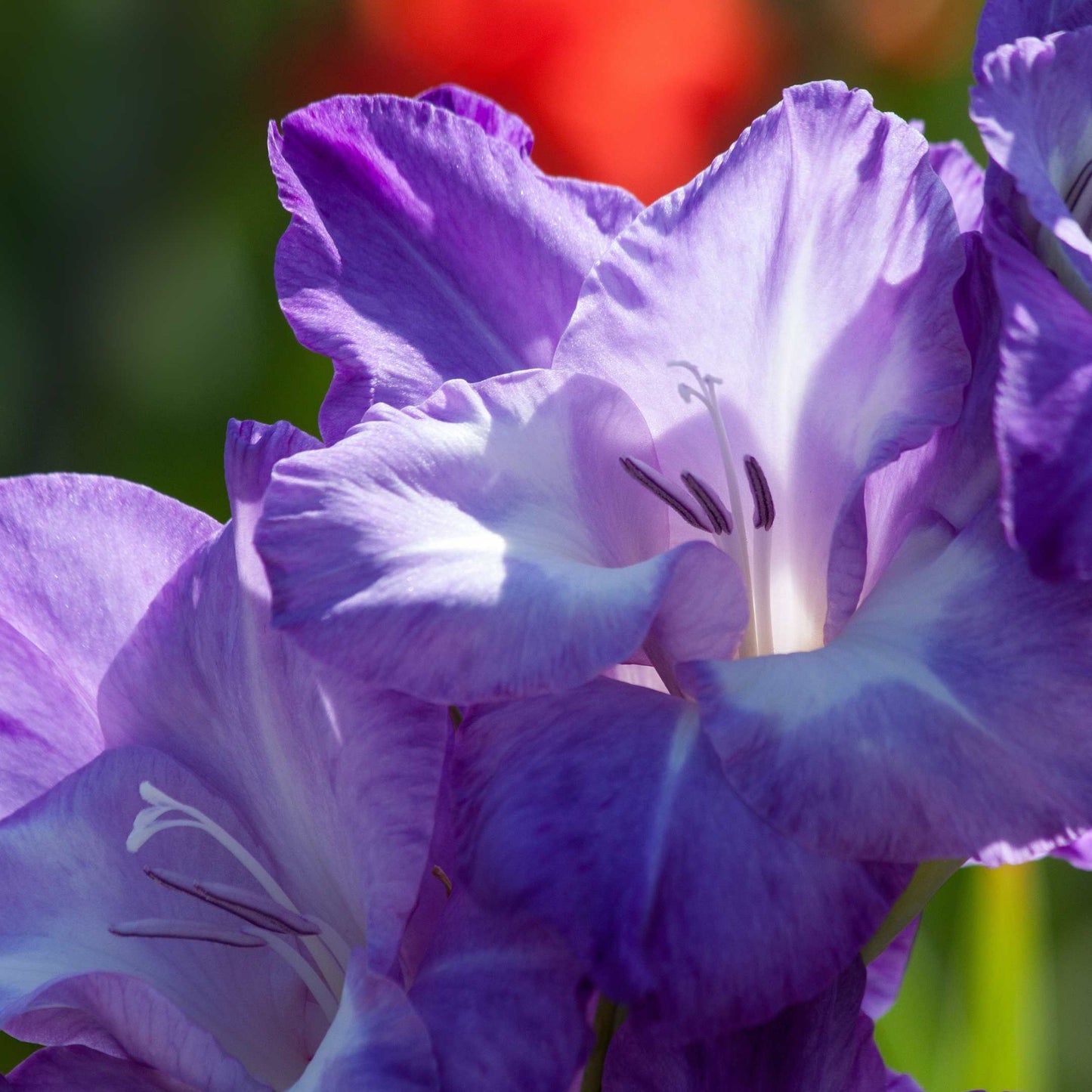 100Pcs Gladiolus Flower Seeds Pack