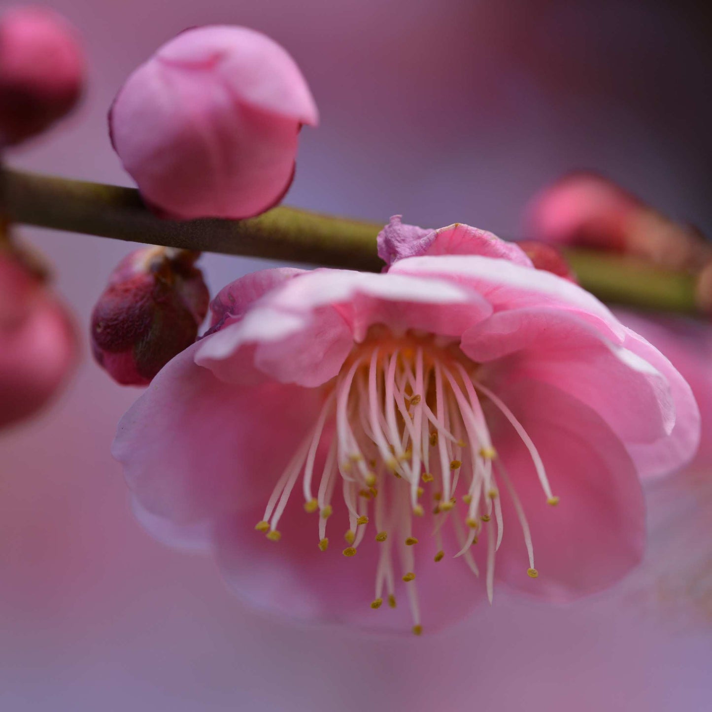 20Pcs Japanese Plum Blossom / Ume Flower Seeds