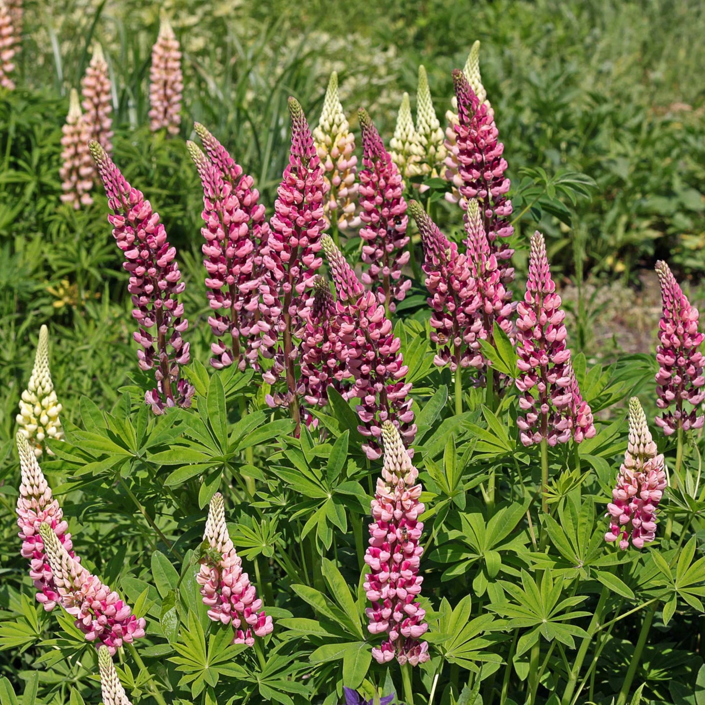 100Pcs Lupine Russel Mix Flower Seeds