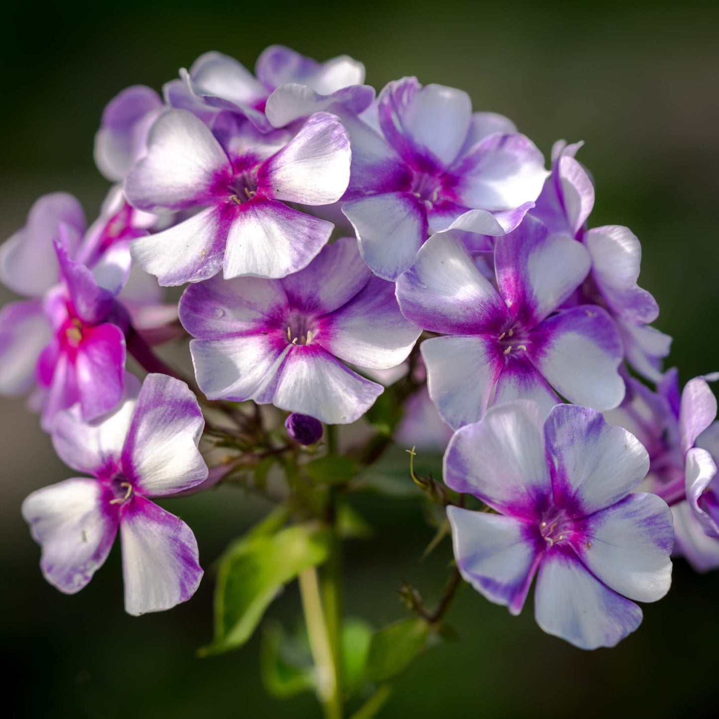 50Pcs Phlox Flower Seeds Pack