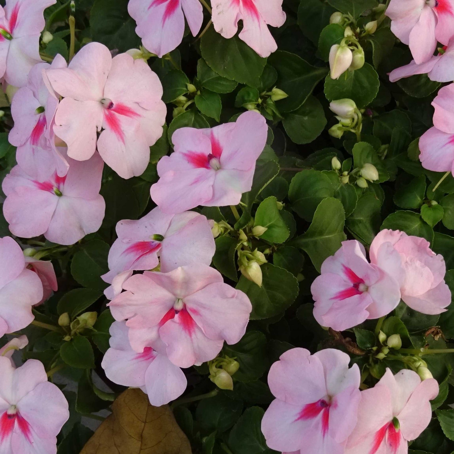 100Pcs Impatiens Flower Seeds Pack